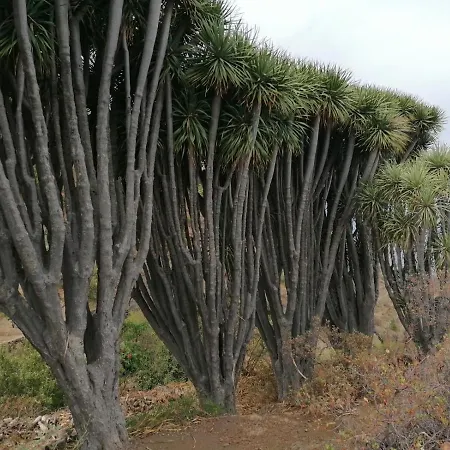 Casa Corea Iv Holiday home Puntagorda (La Palma)
